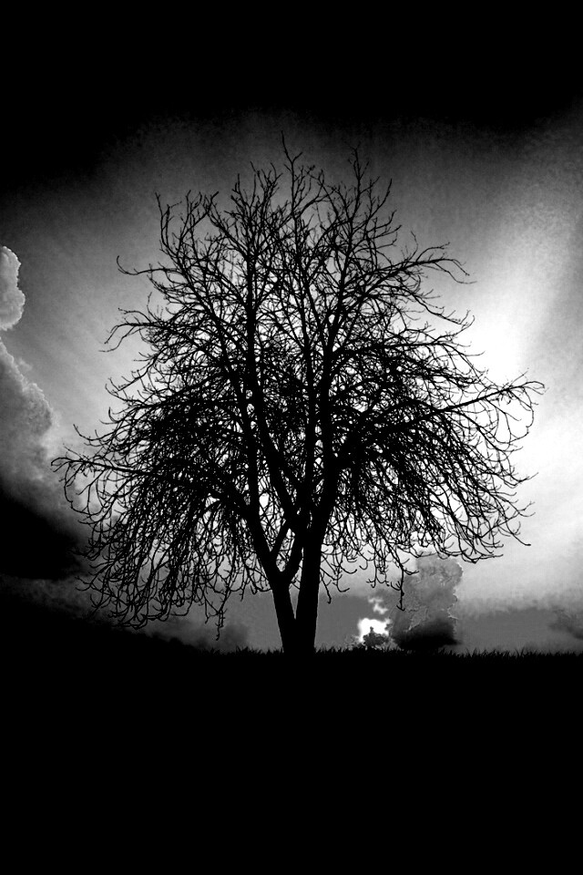 Дерево на закате обои