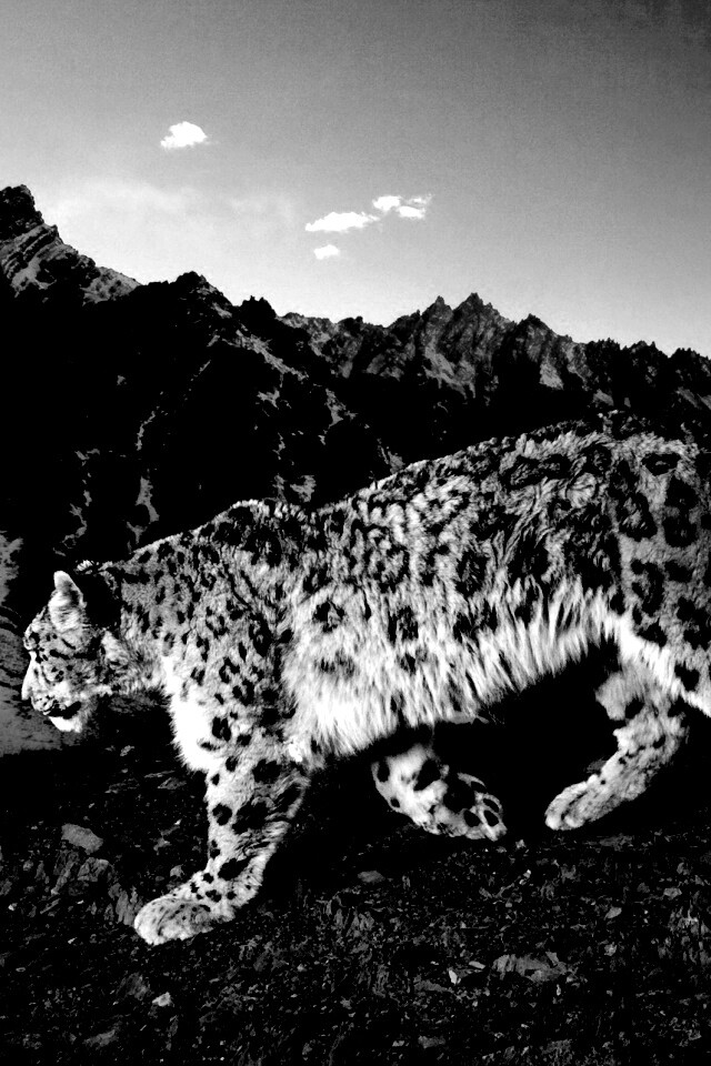 Леопард обои