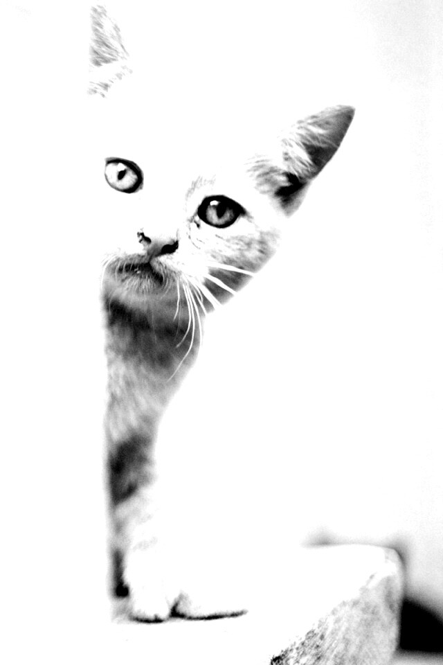 Котик из-за угла обои