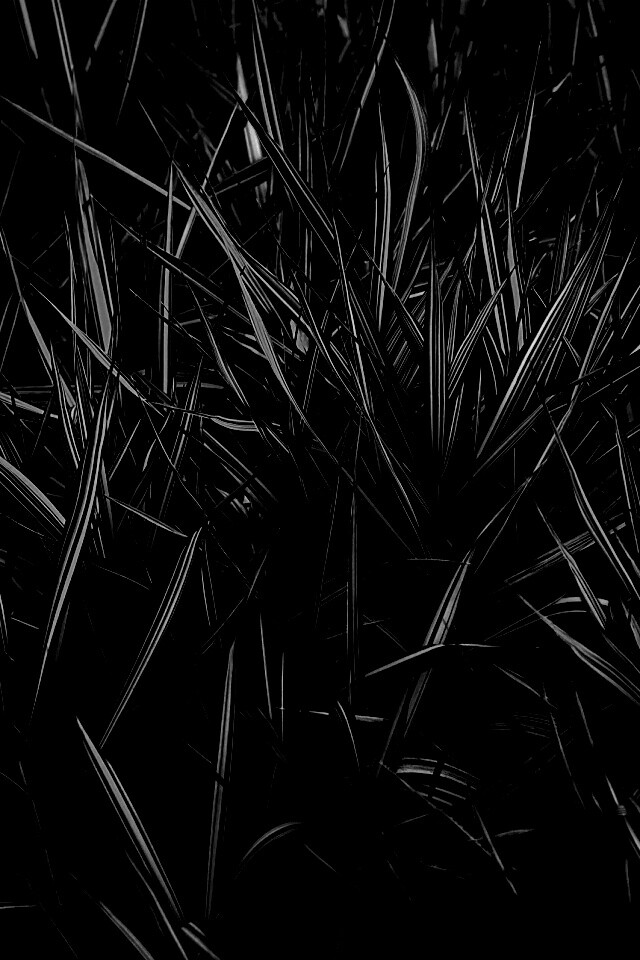 Дикая трава обои