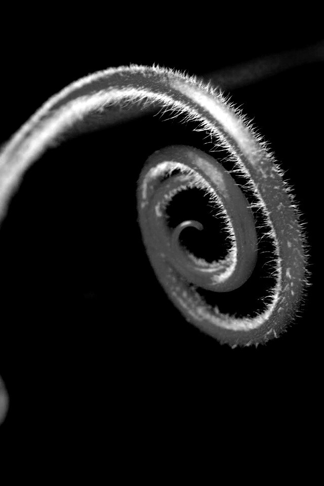 Завитушка растения обои