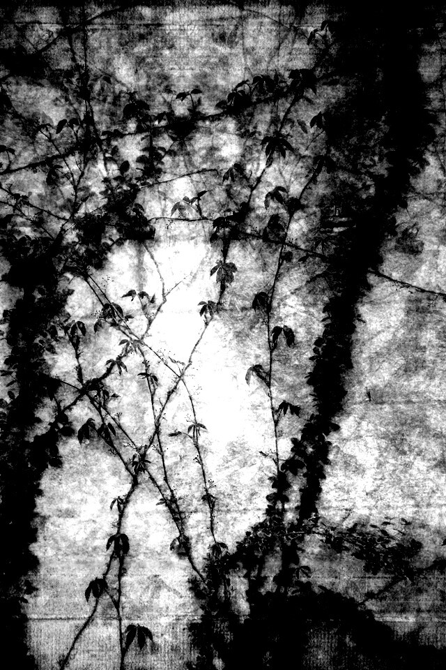 Растение на стене обои