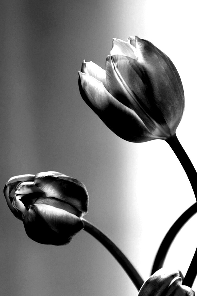 Сиреневые цветы обои