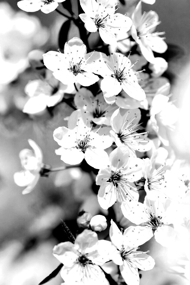 Цветение вишни обои