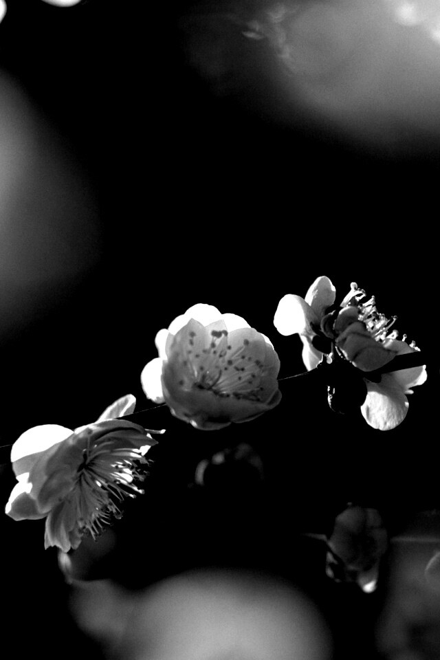 Цветущая вишня обои