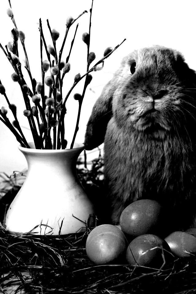 Пасхальный кролик обои