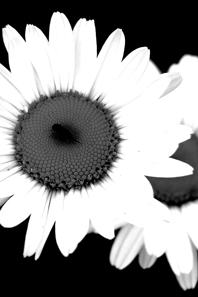 Ромашки обои