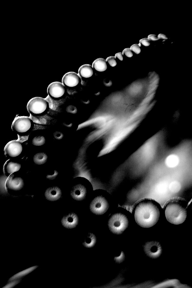 Щупальце обои