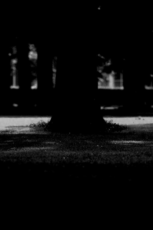 Ствол дерева обои