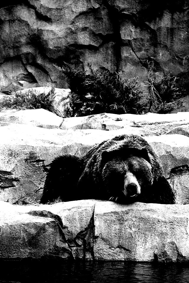 Медведь обои