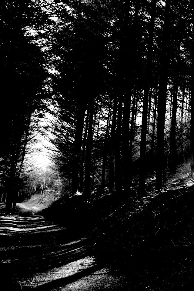 Лесная дорога обои