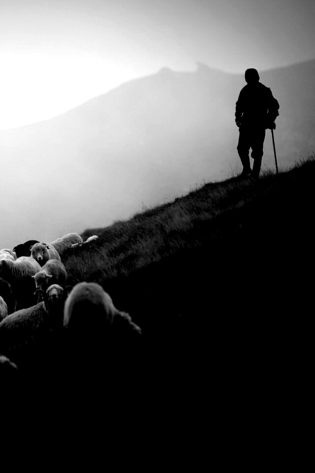 Пастух и стадо обои