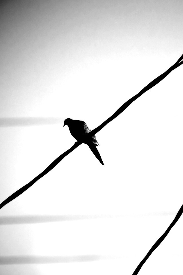 Птица на проводе обои
