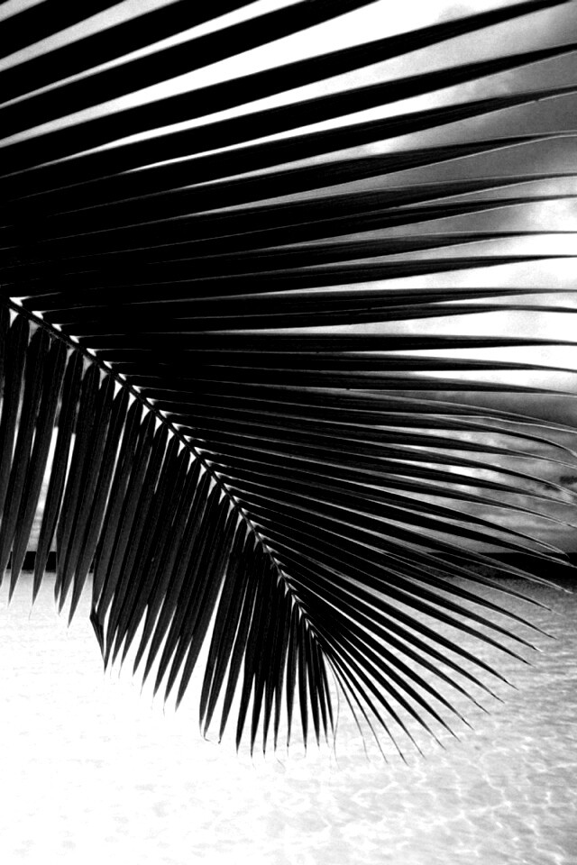 Пальмовый лист обои