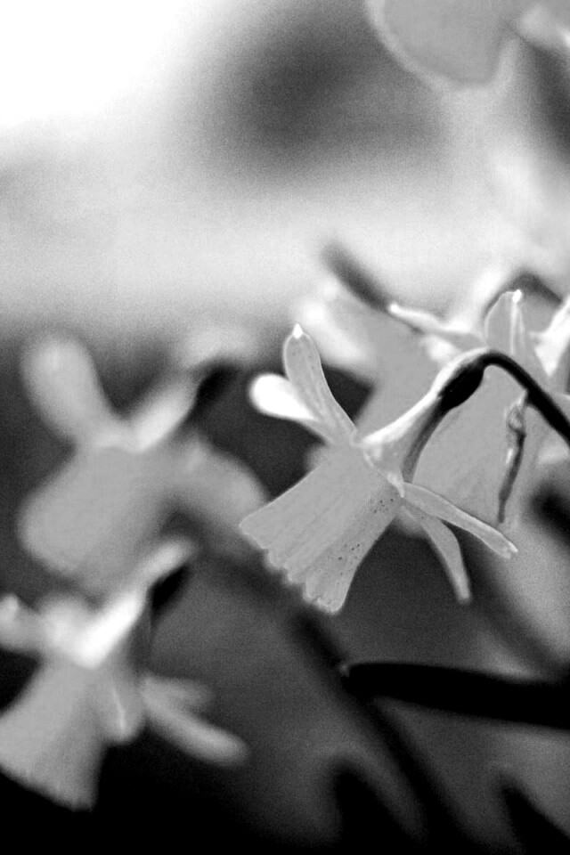 Нарциссы обои