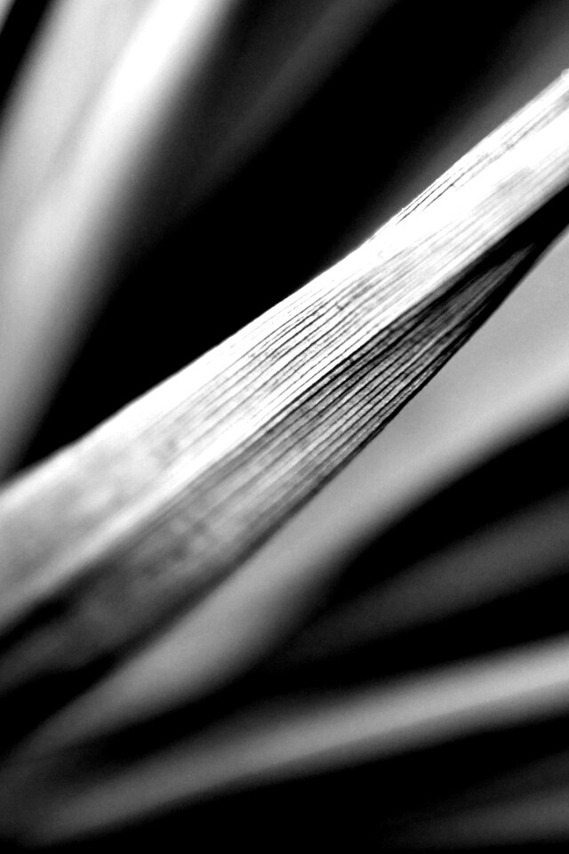 Сухое растение обои