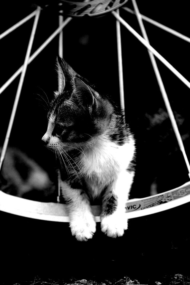 Маленький котенок обои