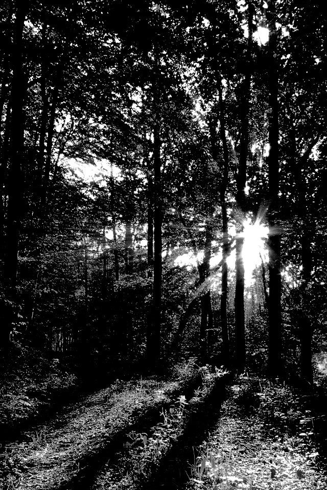 Свет сквозь деревья обои