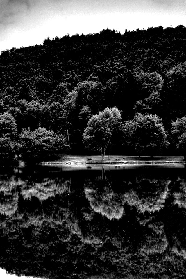 Лесной берег обои