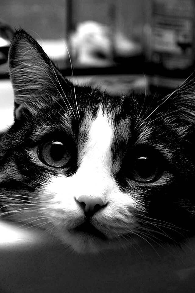 Кошак выглядывает из раковины обои