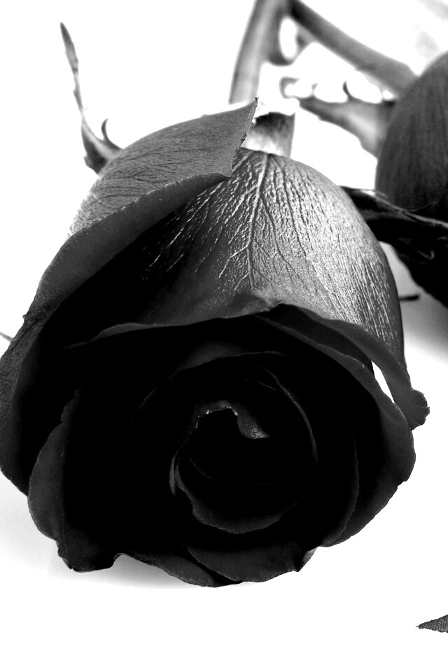 Две красные розы обои