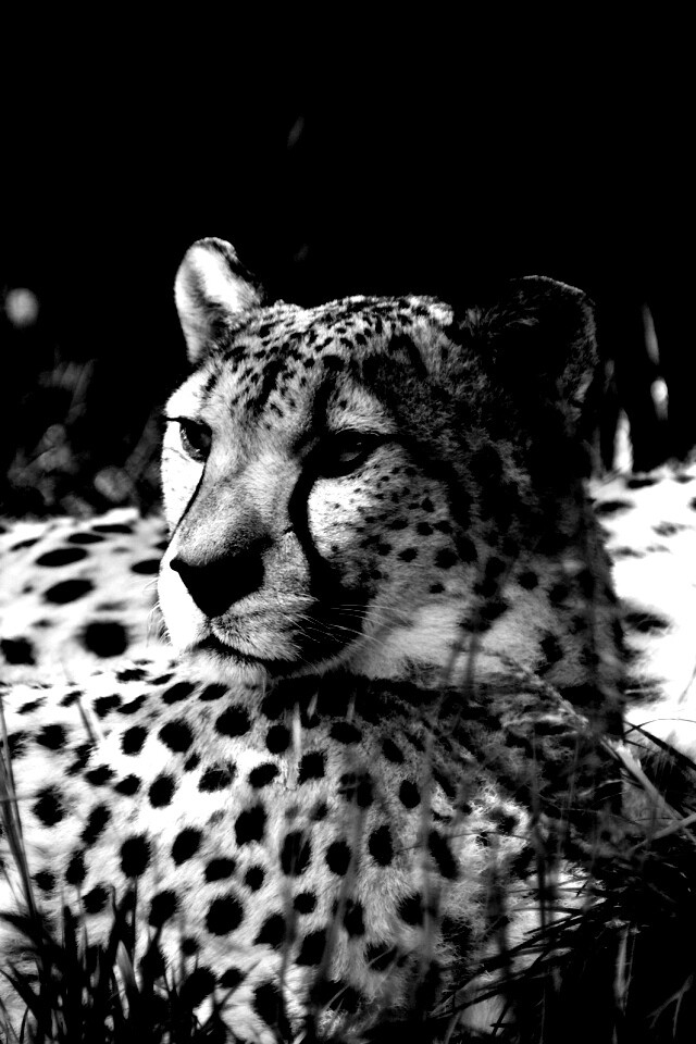 Два изящных гепард в природе обои