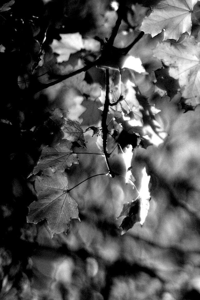 Жёлтые листья обои