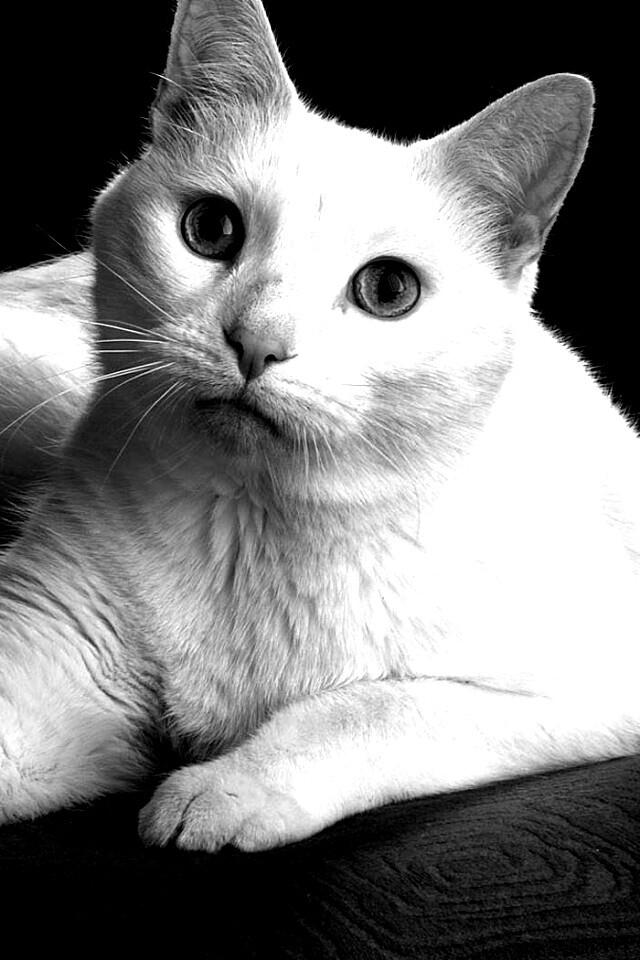 Белой кот на красном диване обои