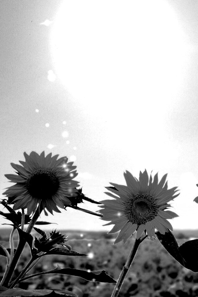 Подсолнухи не смотрят на солнце обои