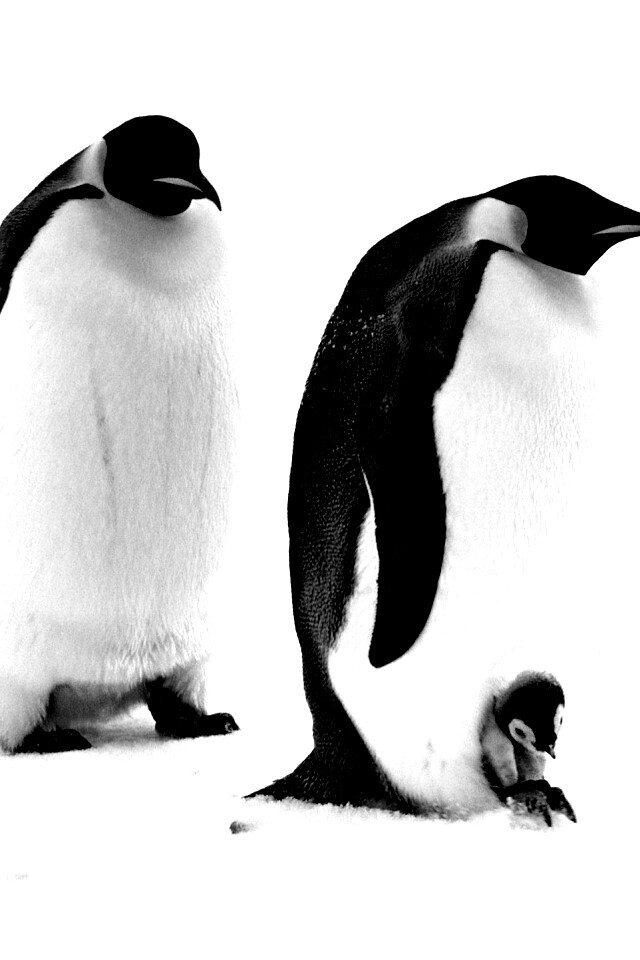 Семья пингвинов обои