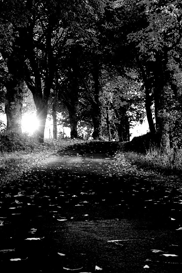 Дорога в осеннем парке обои