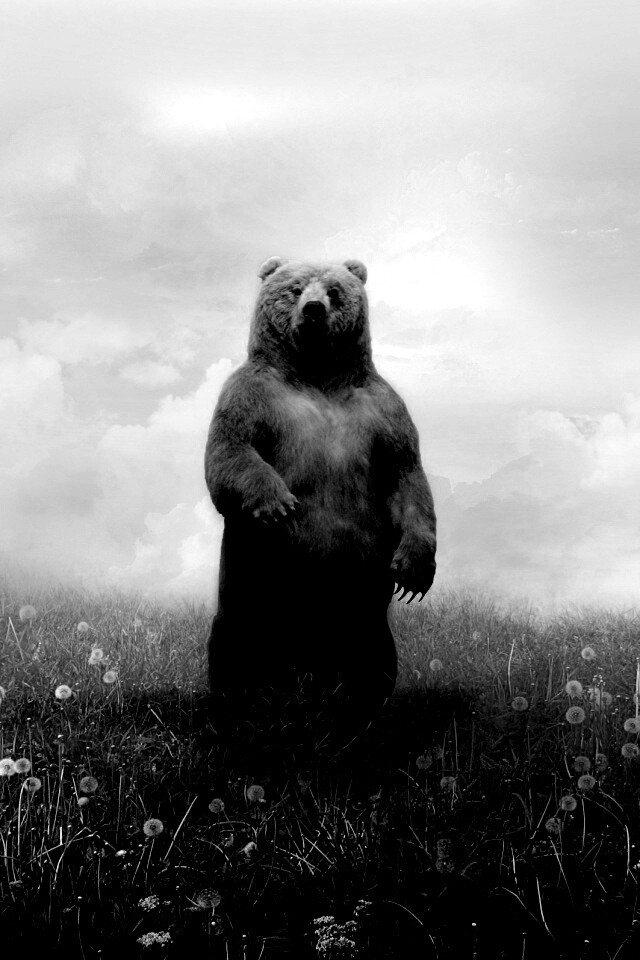 Медведь в одуванчиковом поле обои