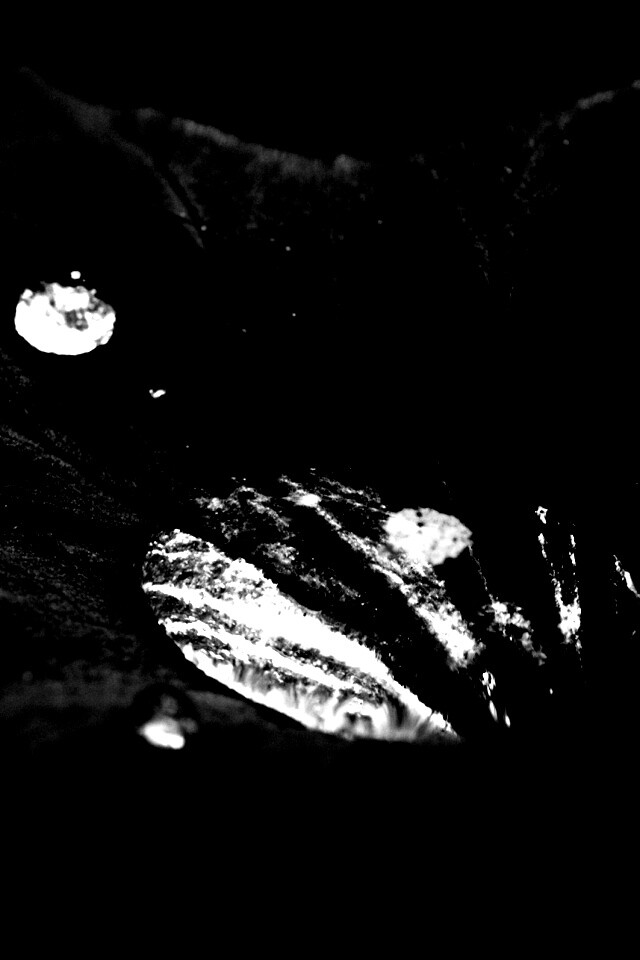 Капля в листе обои