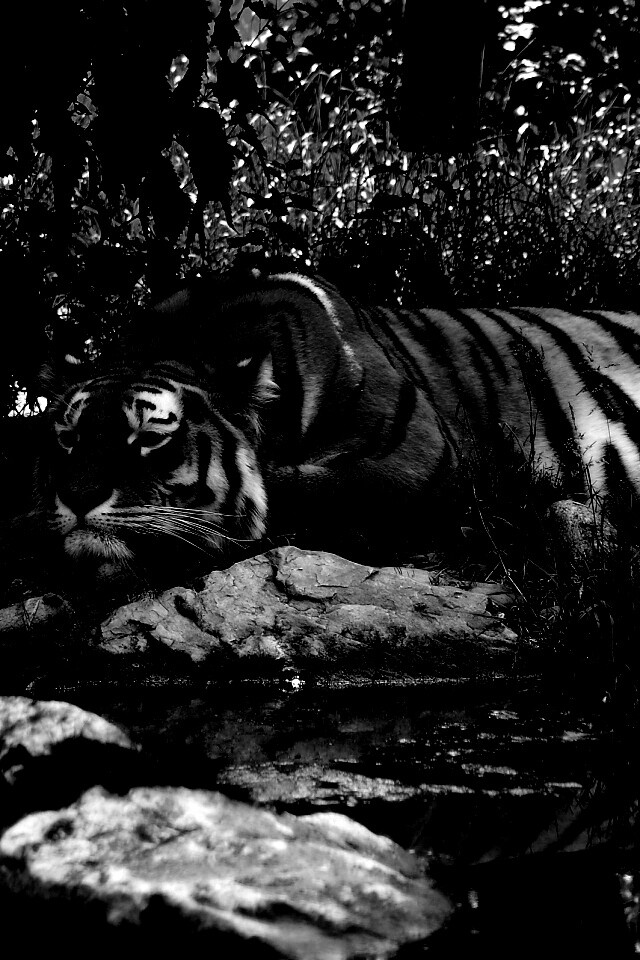 Тигр отдыхает обои