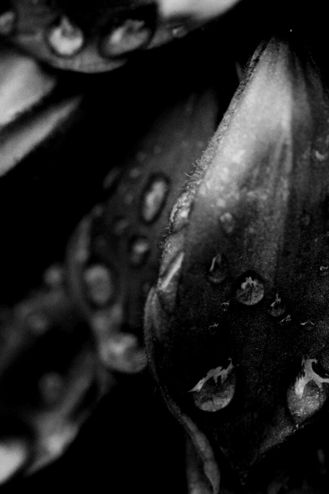 Лепестки обои