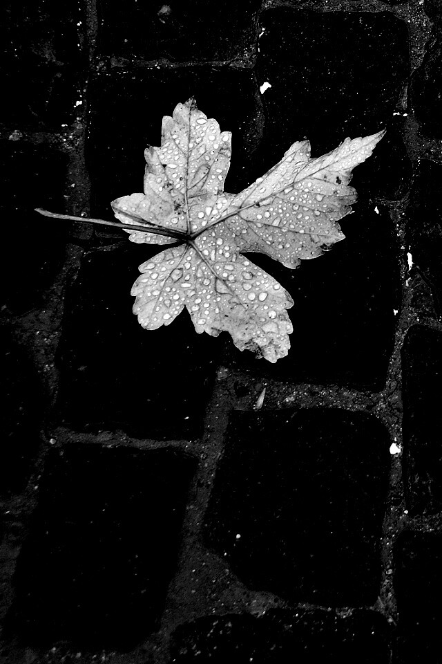 Упавший лист на мостовой обои