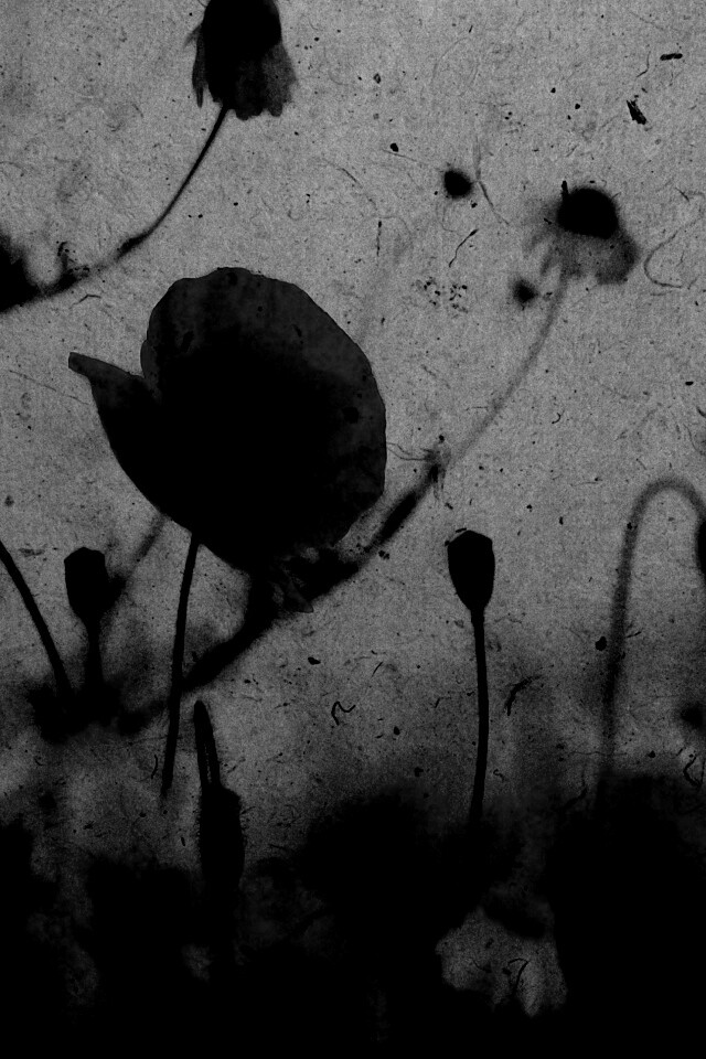 Кровавые цветы в стиле ретро обои