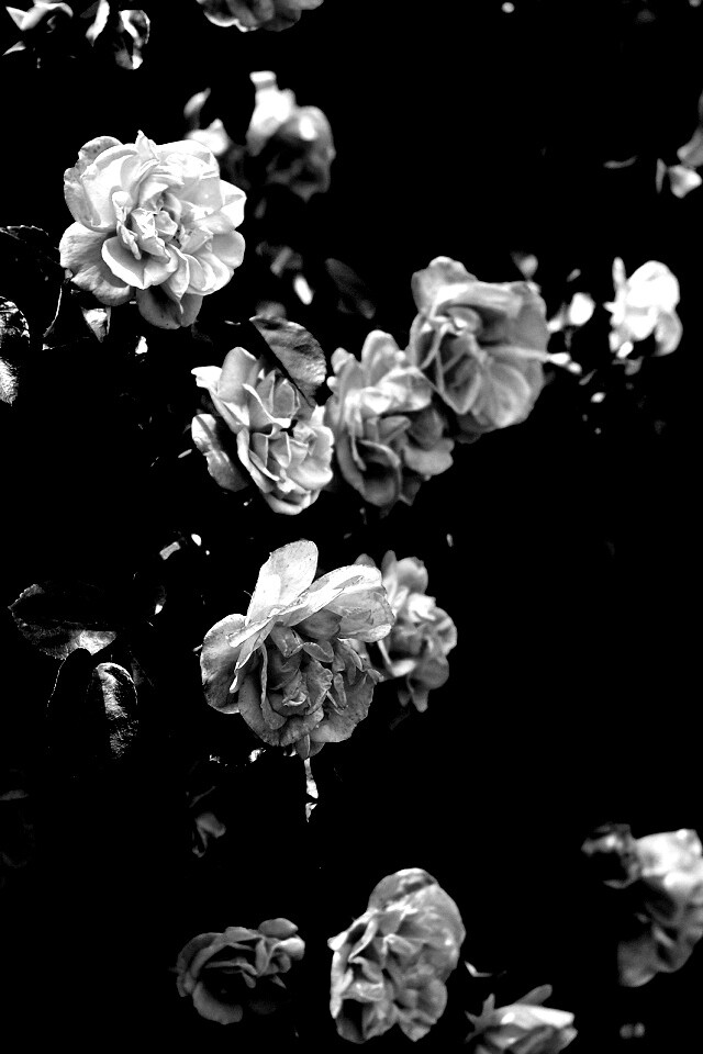 Розовый куст обои