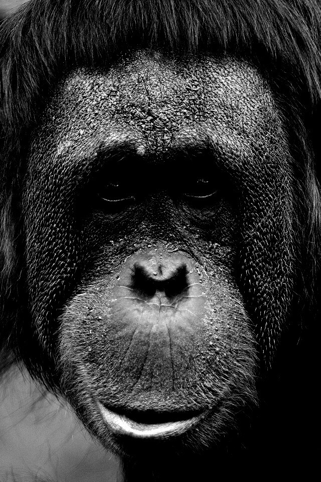 Орангутан обои