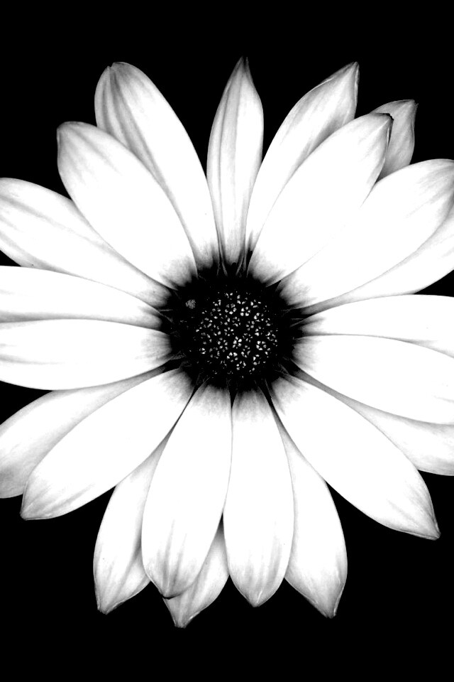 Макро фотография цветка обои