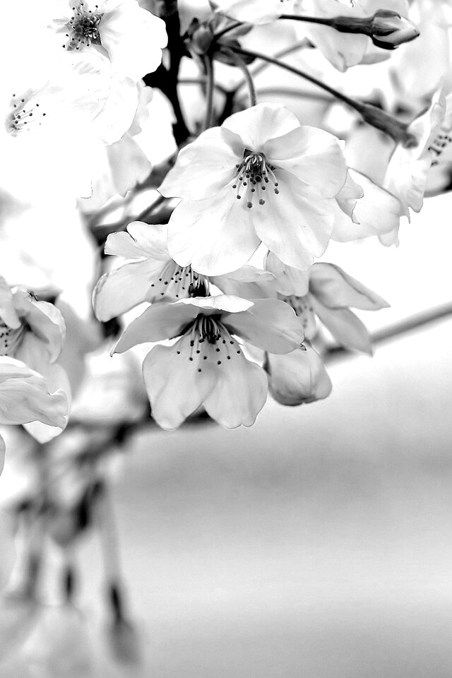 Цветение вишни обои