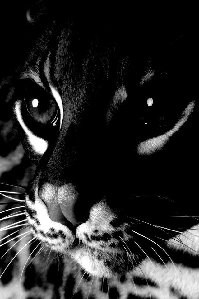 Оцелот обои