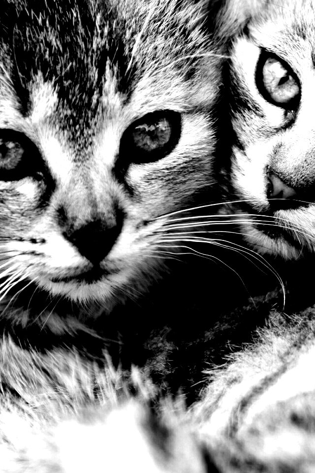 Котята в обнимку обои