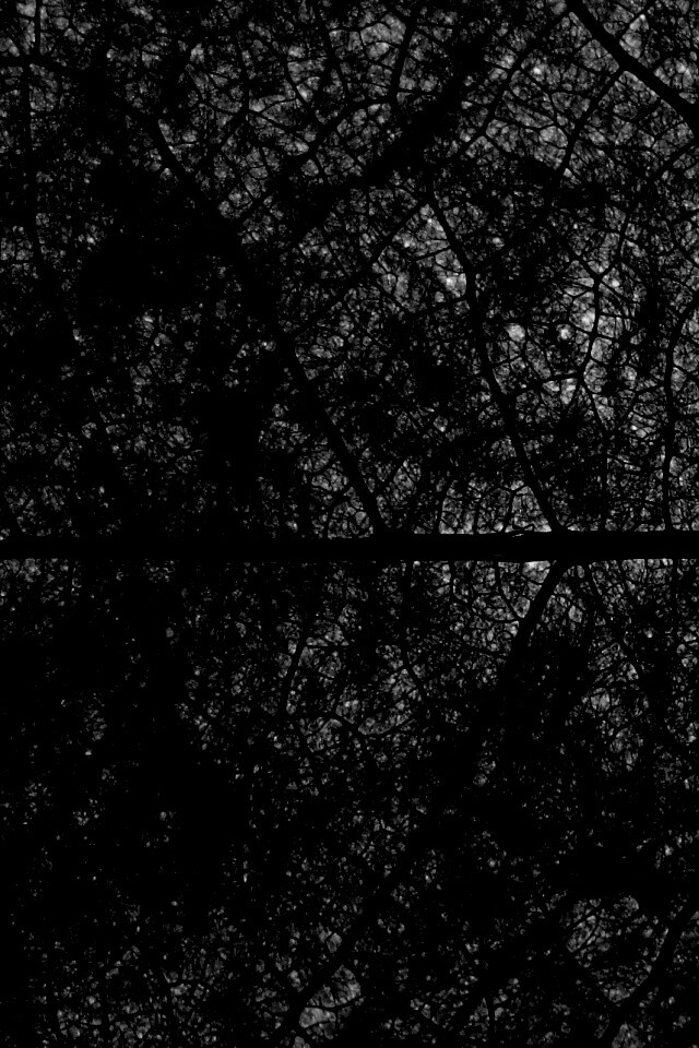 Свечение зеленого листа в макро обои