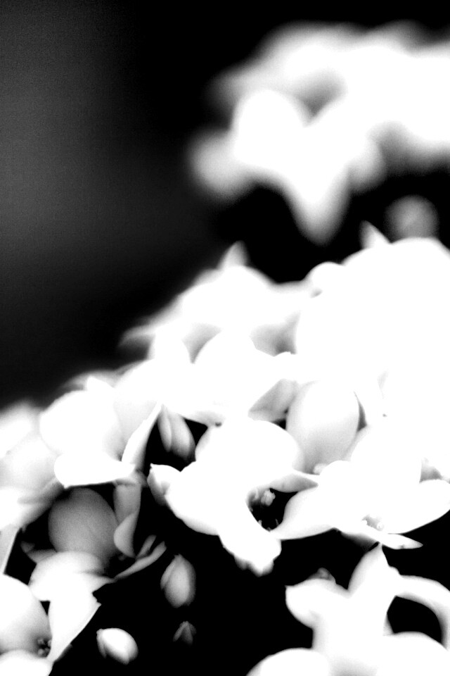 Белоснежные цветочки обои