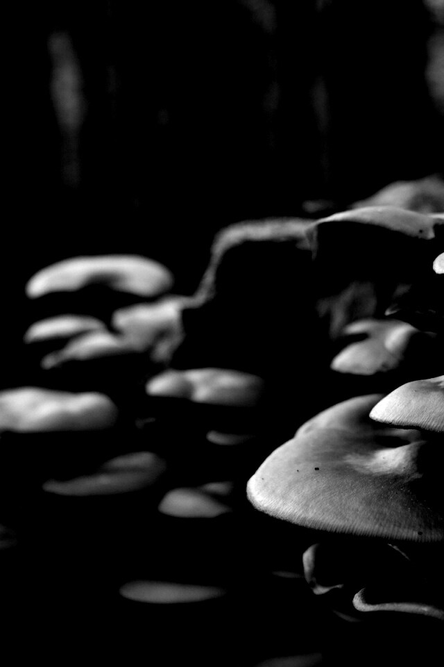 Лесные грибы на пне обои