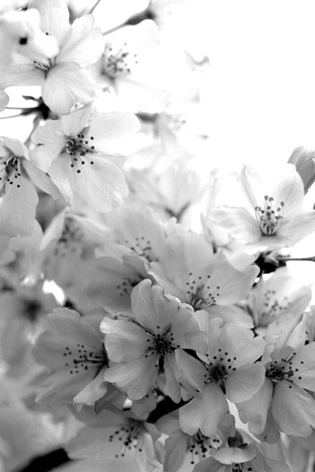 Цветение вишни обои