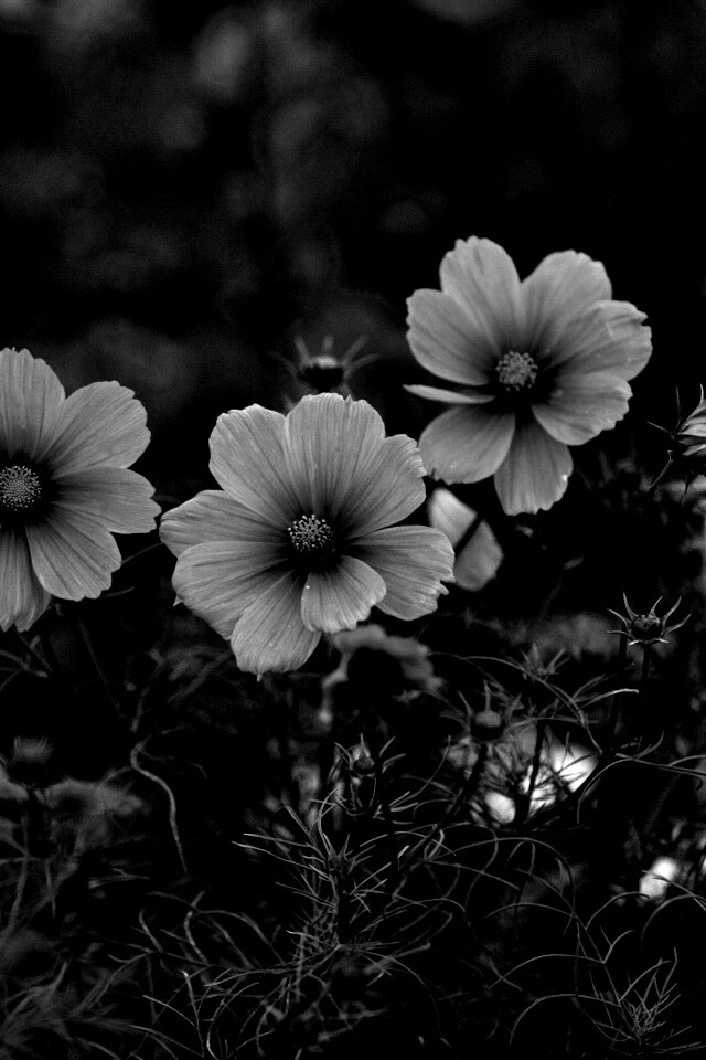 Яркие розовые цветы обои