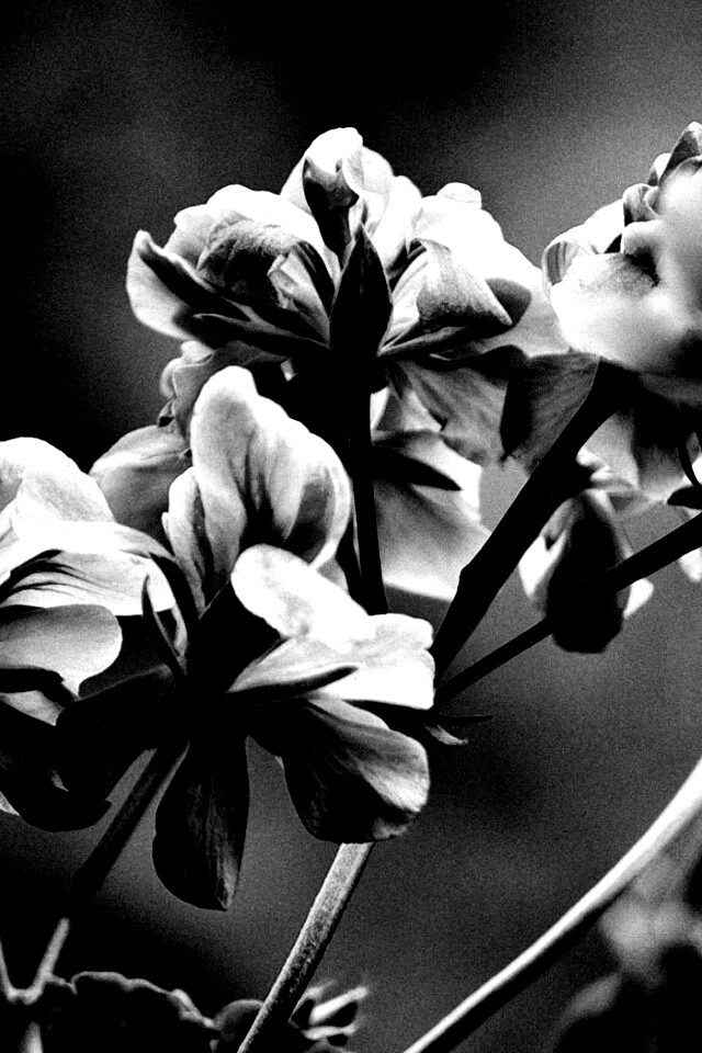Чёрно-белое фото цветов обои