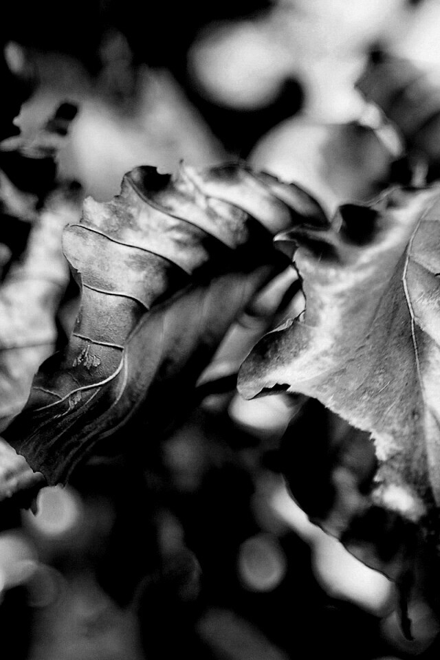 Засохший лист обои